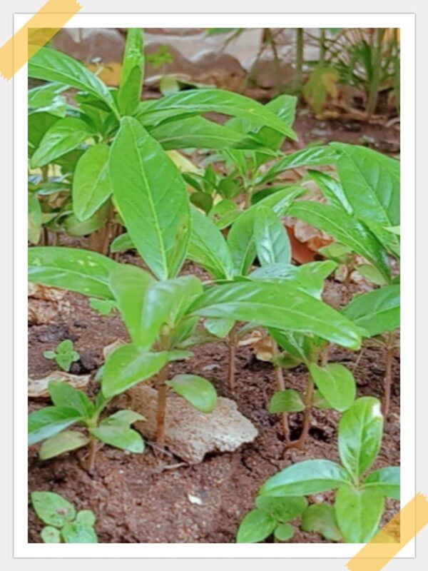 Pépinière de Morinda Citrifolia (NONI)